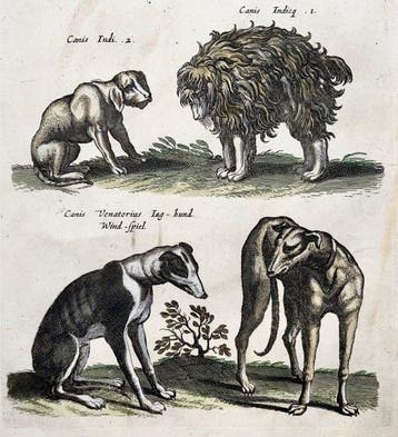 Matthäus Merian (b1593) - hand col. folio: Domestic Dogs,