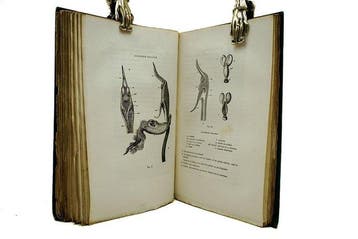 Charles Darwin & L. Rerolle - De la fécondation des, Antiek en Kunst