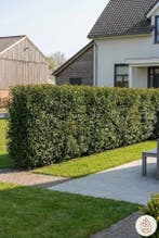 Laurierkers / Portugese Laurier Prunus Lusitanica