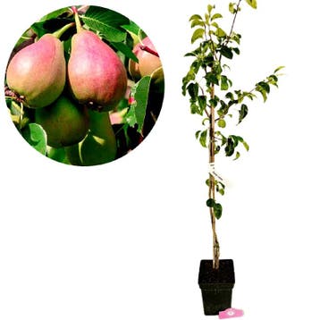 Pyrus communis ‘Bonne Louise dAvranches’ + po, Tuin en Terras, Verzenden, Volle zon