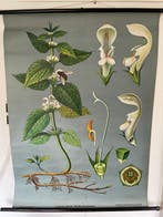 Jung-Koch-Quentell - Lehrmittelverlag Hagemann - Lamium