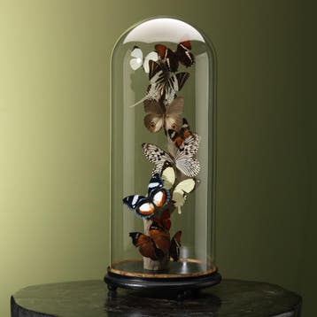 Vlinders in Antieke Stolp Taxidermie Opgezette Dieren By Max, Ophalen of Verzenden, Nieuw, Insect, Opgezet dier