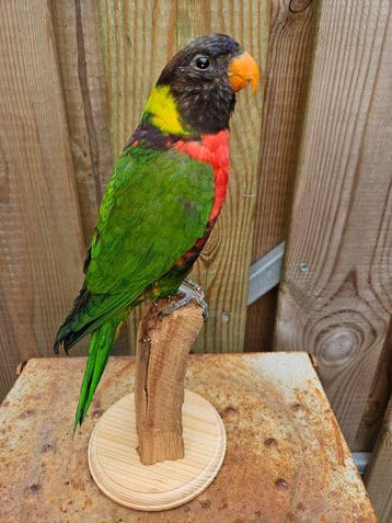 Super mooie Forstens regenbooglori Taxidermie volledige, Nieuw