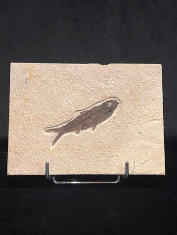 Vis - Fossiel skelet - Knightia - 15.5 cm - 21 cm (Zonder