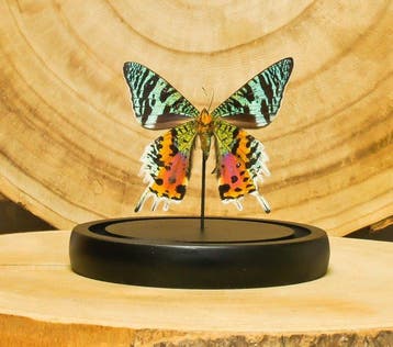 Vlinder Taxidermie volledige montage - Urania ripheus - 16, Antiek en Kunst