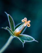 Inna Etuvgi - Blues - botanical art photograph