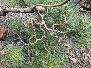 Den bonsai (Pinus) - Hoogte (boom): 50 cm - Diepte (boom):