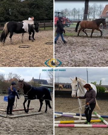 Grondwerk lessen met je paard (regio Zuid-Holland), Gedragstraining