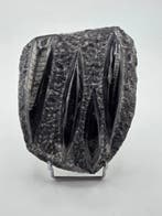 Orthoceras - Gefossiliseerd dier - 12 cm (Zonder