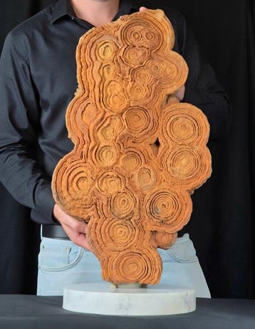 Gefossiliseerd dier - Huge stromatolite on Handcraft Carrara