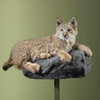Bobcat Rode Lynx Taxidermie Opgezette Dieren By Max, Verzamelen, Ophalen of Verzenden, Nieuw, Wild dier, Opgezet dier