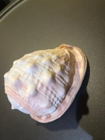 Cypraecassis rufa Zeeschelp - No hay (Zonder minimumprijs), Nieuw