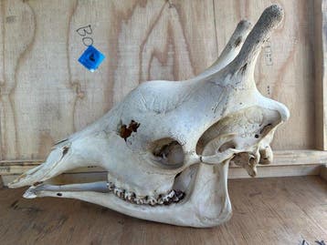 Giraf Schedel van een zoogdier - Giraffa camelopardalis -
