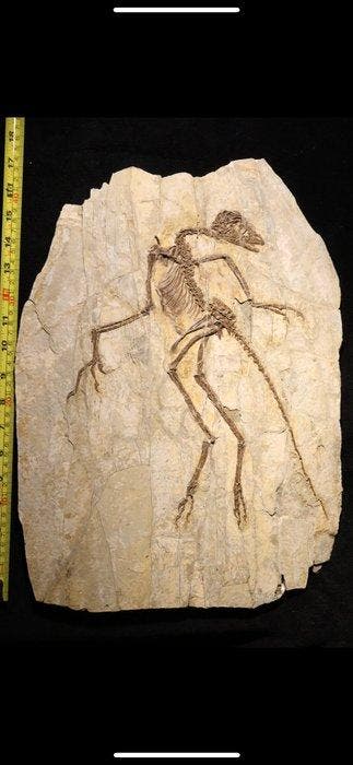 Theropoda - Fossiel skelet - Anchiornis - 44 cm - 31 cm, Verzamelen