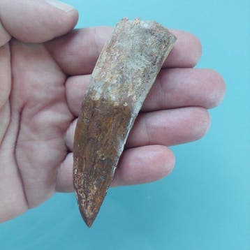 Dinosaurus - Fossiele tand - Carcharodontosaurus sp. - 105, Verzamelen, Mineralen en Fossielen