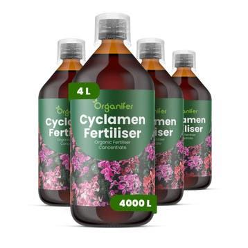 Cyclaam Vloeibare meststof - 4x1 liter, Verzenden, Mest