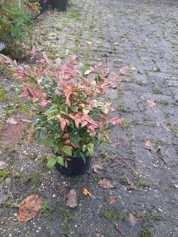 Hemelse bamboe , Nandina domestica Obsessed, Ophalen of Verzenden, Overige soorten, Struik, Minder dan 100 cm
