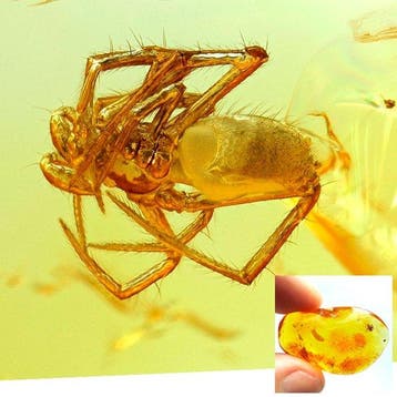 Amber - Barnsteen - Spider - 33 mm - 9 mm
