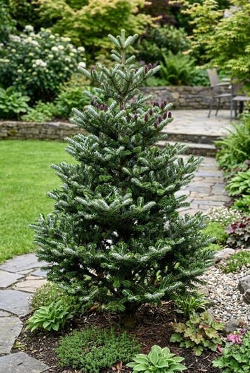 Abies koreana Silberlocke Struik