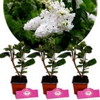 Syringa vulgaris Miss Ellen Willmott+ Pot 9cm, Tuin en Terras, Verzenden, Halfschaduw