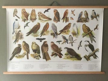slijper - Schoolplaat poster Uilen en Roofvogels