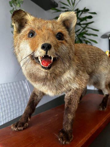 Rode vos Taxidermie volledige montage - Vulpes vulpes - 30, Nieuw