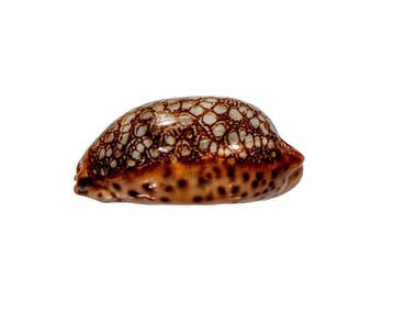 Mauritia scurra (42 mm, Toptoestand GEM) – Uitstekend, Nieuw