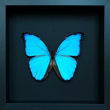 Vlinder Taxidermie volledige montage - Morpho didius - 23 cm