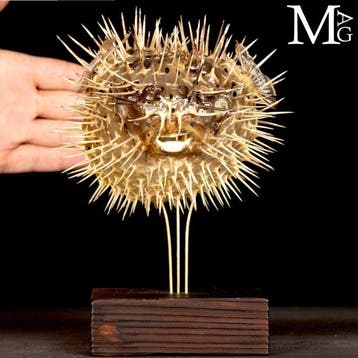 Kogelvis op houten en messing voet - Taxidermie volledige