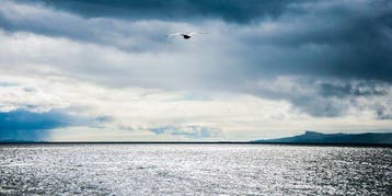 David Law - Bird on sea (Panoramique)