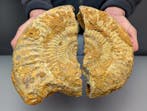 Grote gespleten ammoniet met kristallen binnenin. -