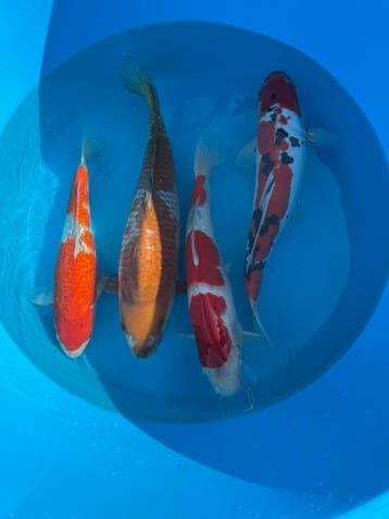 Japanse koi veiling via WhatsApp - Bieden vanaf €1, Dieren en Toebehoren, Karper of Koi