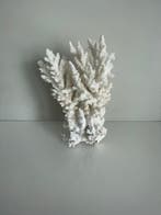 Koraal Koraal - Acropora nobilis (Zonder minimumprijs), Antiek en Kunst