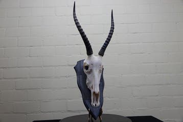 Blesbok Schedel - Damaliscus pygargus phillipsi - 30 cm - 58, Nieuw