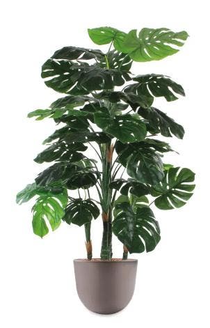 Monstera kunstplant, H145cm, Huis en Inrichting, Ophalen of Verzenden, Overige soorten, 100 tot 150 cm