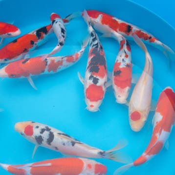 5000+ koi in Wintelre | Japanse koi vanaf €22, Karper of Koi