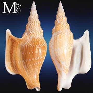 “Lister’s Conch” - Een van de meest iconische schelpen in de