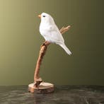 Zebravink Wit Taxidermie Opgezette Dieren By Max, Ophalen of Verzenden, Nieuw, Vogel, Opgezet dier