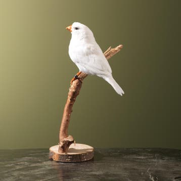 Zebravink Wit Taxidermie Opgezette Dieren By Max, Ophalen of Verzenden, Nieuw, Vogel, Opgezet dier