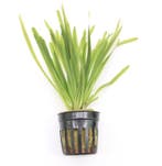 Vallisneria Spiralis (Aquariumplanten, Aquarium producten), Verzenden, Nieuw, Plant(en), Steen of Hout
