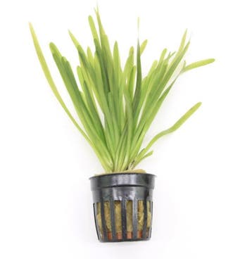 Vallisneria Spiralis (Aquariumplanten, Aquarium producten), Verzenden, Nieuw, Plant(en), Steen of Hout