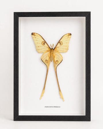 Vlinder Taxidermie wandmontage - Argema mittrei - 39 cm - 26