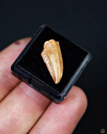 Dinosaurus - Fossiele tand - Raptor Abelisaurio especial, Verzamelen, Mineralen en Fossielen
