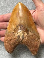 Groot Megalodon-tand, 13,5 cm - Fossiele tand - Carcharocles