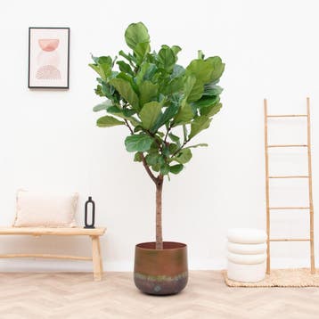 Green Bubble - Ficus Lyrata XXL - 210cm - Ø34-45 cm, Ophalen of Verzenden