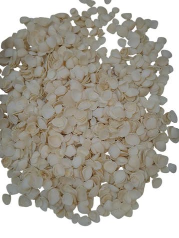 Mini Cockels schelpjes Witte Margot 1500 gram, Ophalen of Verzenden, Nieuw