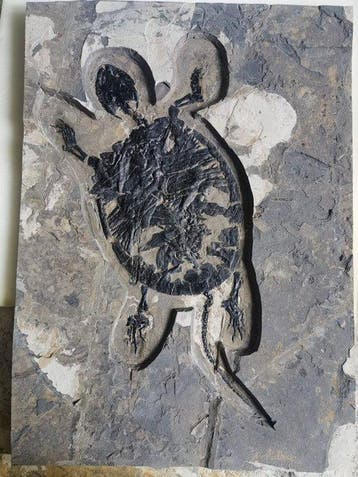 Gefossiliseerd dier - Flower-patterned turtle fossil - 39 cm