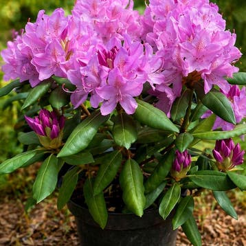 Rhododendron catawbiense Roseum Elegans container (P23), Verzenden, Overige soorten, Volle zon