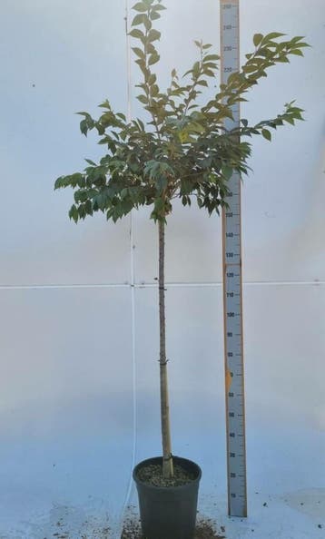Prunus x subhirtella Autumnalis Rosea halfstam