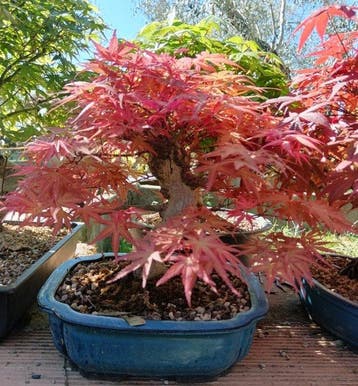 Japanese maple bonsai (Acer palmatum) - Hoogte (boom): 30 cm